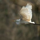 Silberreiher im Flug