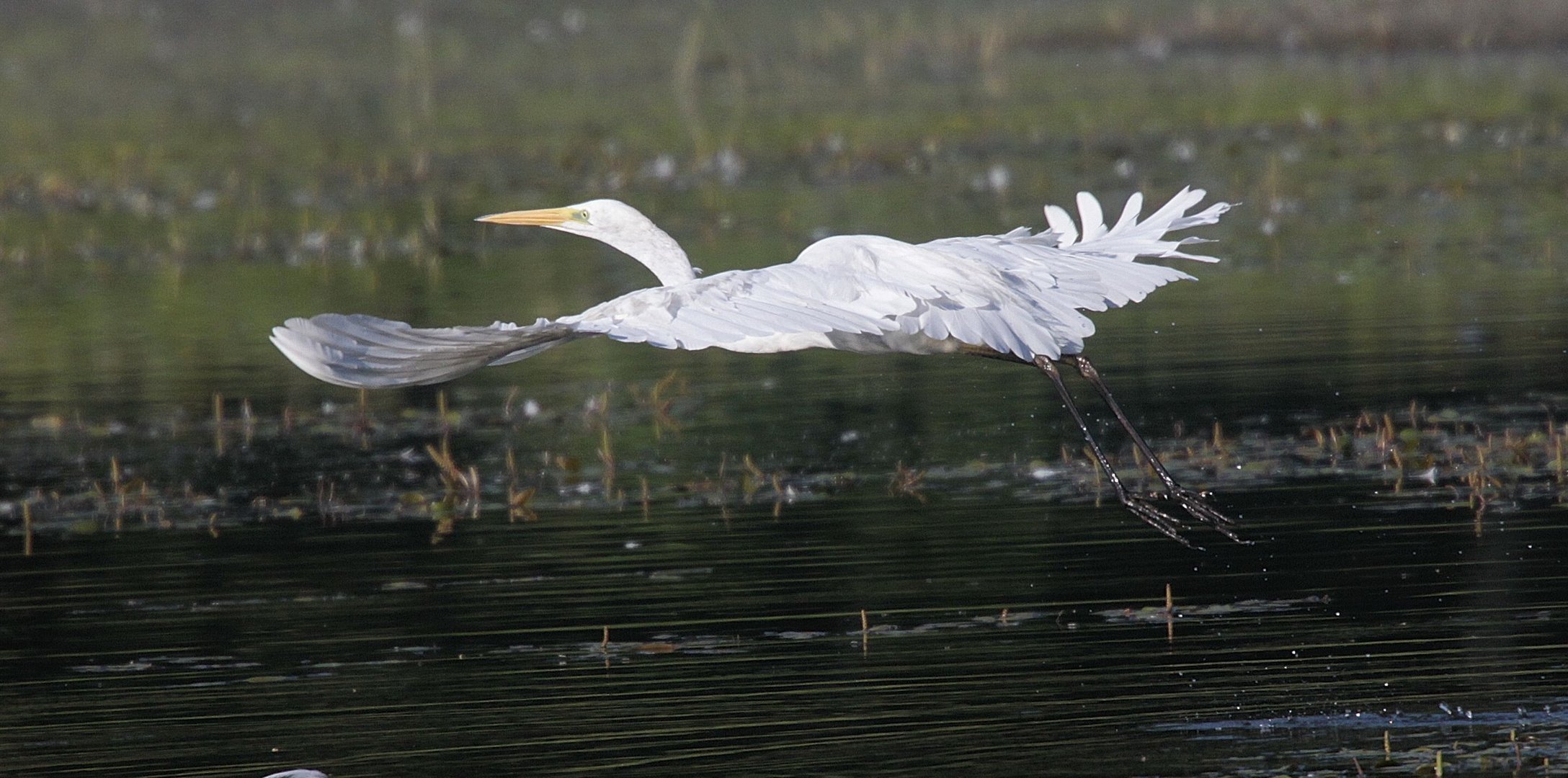 Silberreiher im Flug