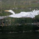 Silberreiher im Flug