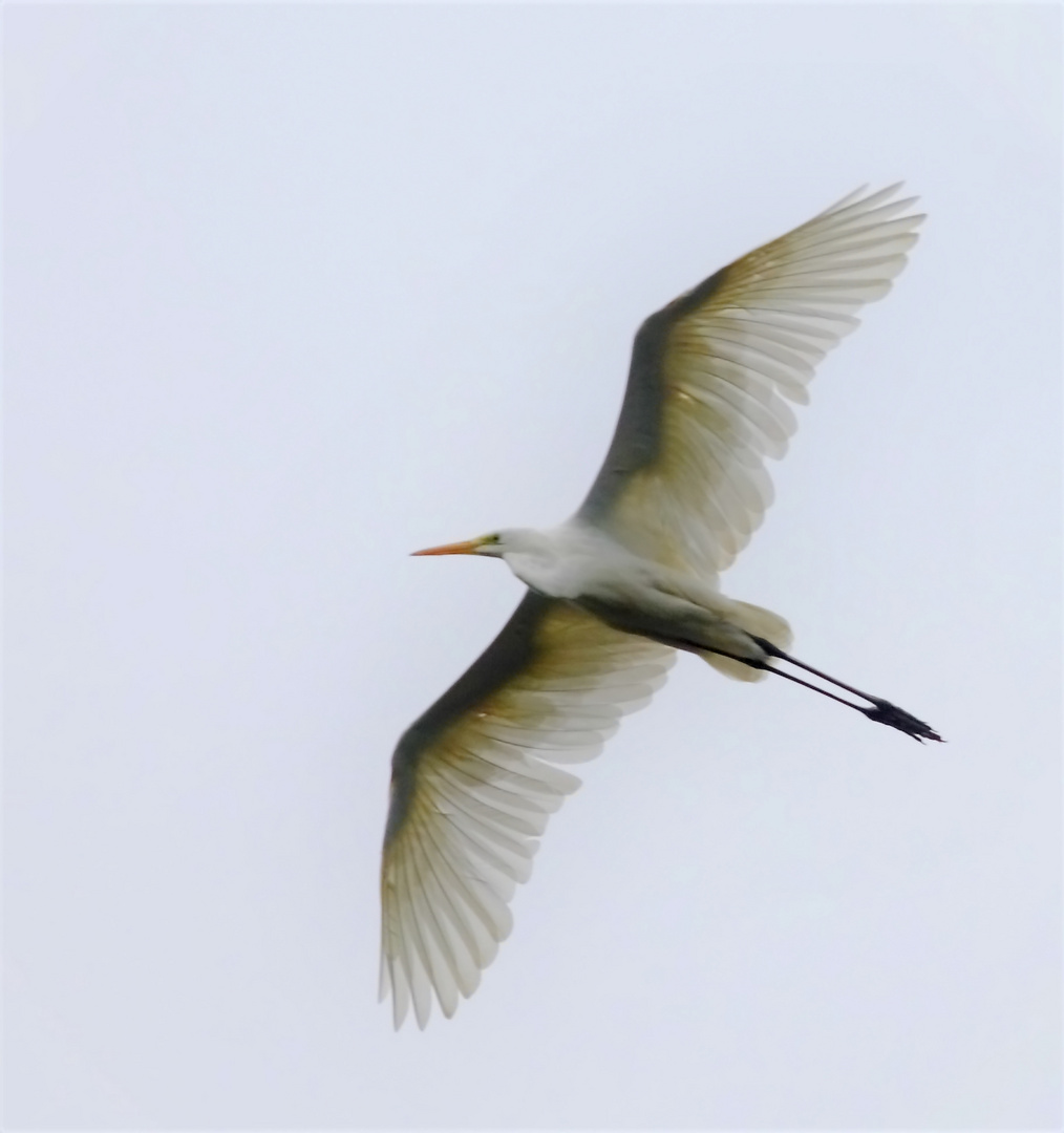 Silberreiher im Flug