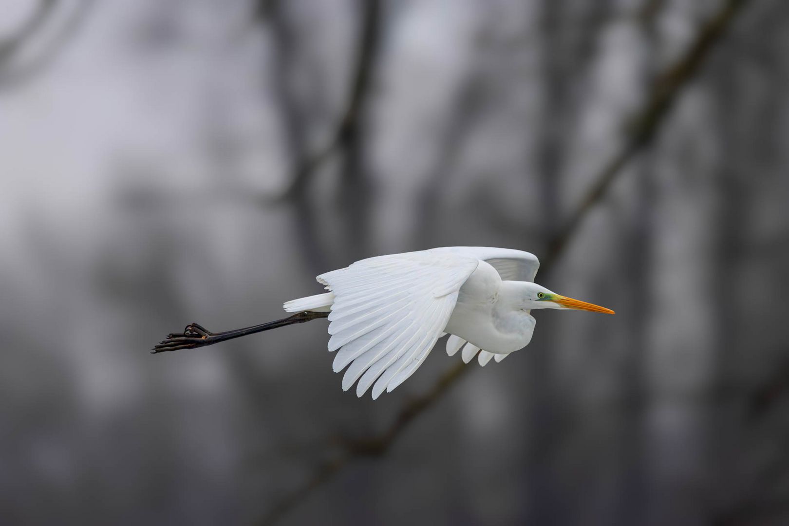 Silberreiher im Flug / Great egret in flight
