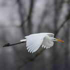 Silberreiher im Flug / Great egret in flight