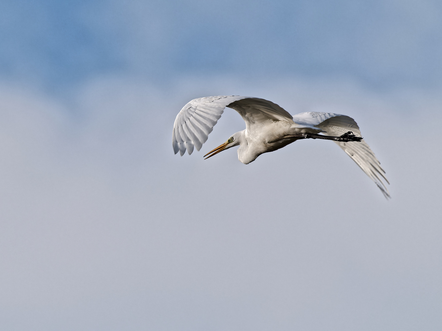 Silberreiher im Flug ii