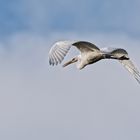 Silberreiher im Flug ii