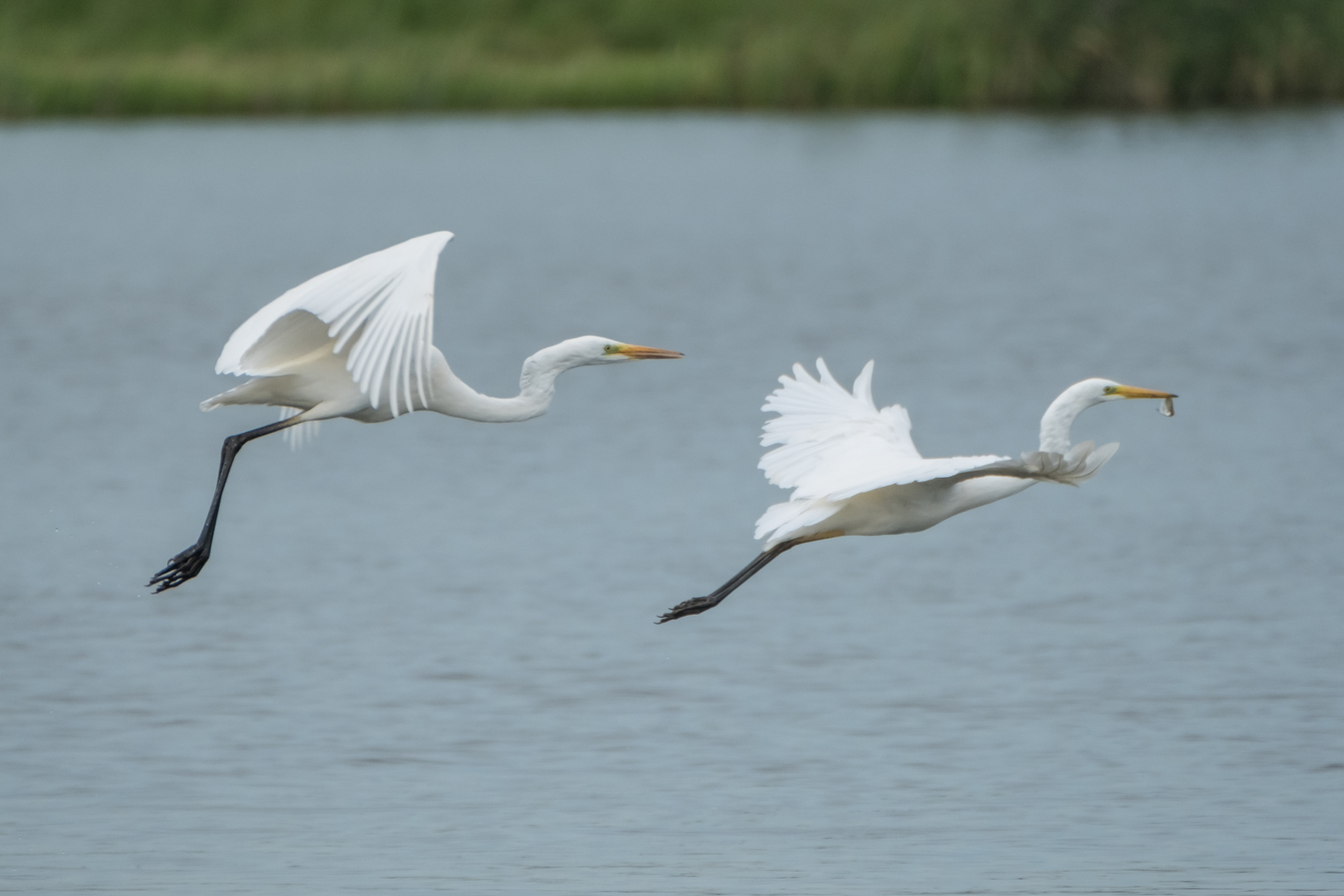 Silberreiher im Flug mit Fisch