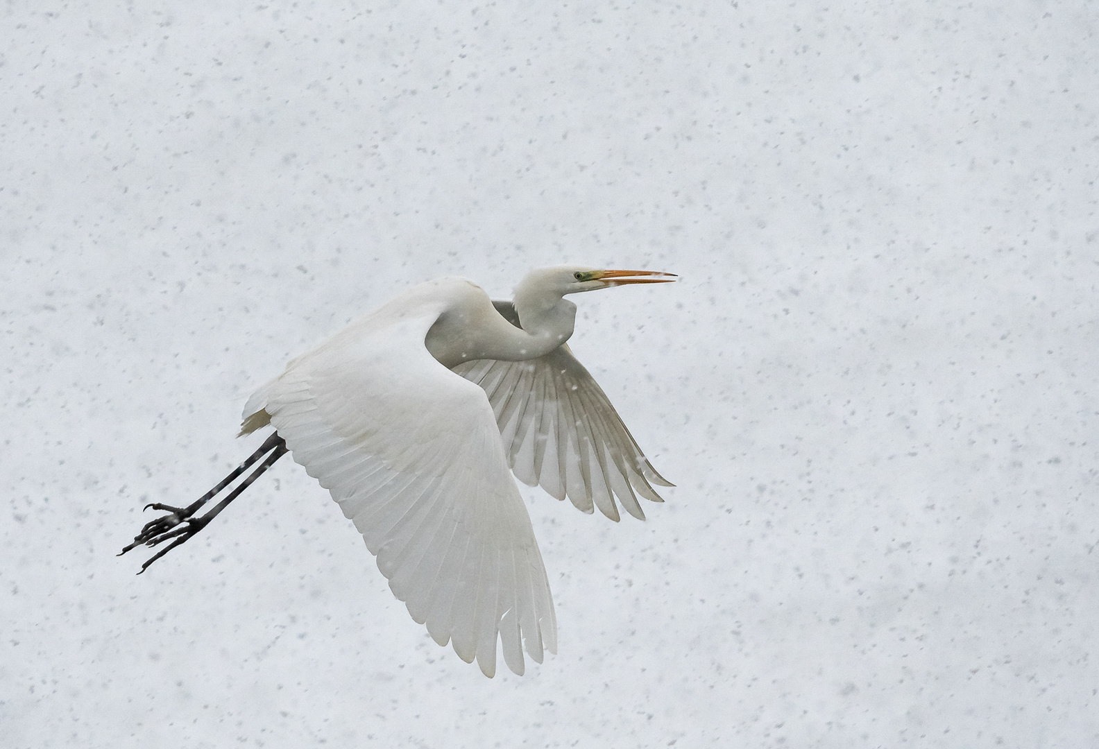 Silberreiher im Flug und bei Schnee