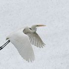 Silberreiher im Flug und bei Schnee