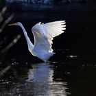 Silberreiher im Gegenlicht