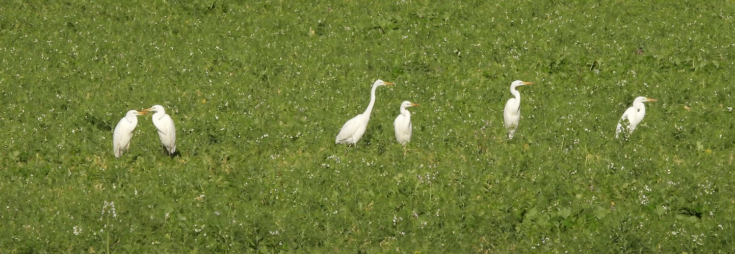 Silberreiher im Grünen