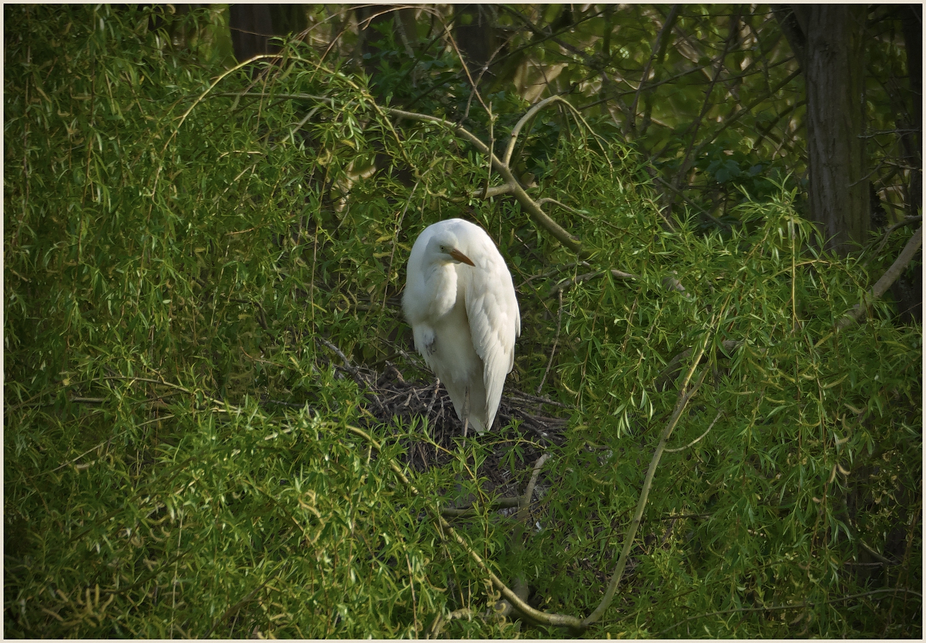 Silberreiher im Grünen