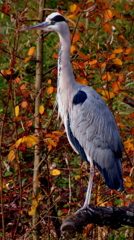 Silberreiher im Herbst