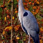 Silberreiher im Herbst