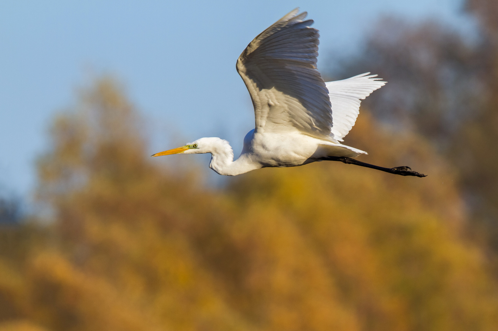 Silberreiher im Herbst