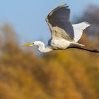 Silberreiher im Herbst