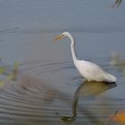 Silberreiher im Herbst