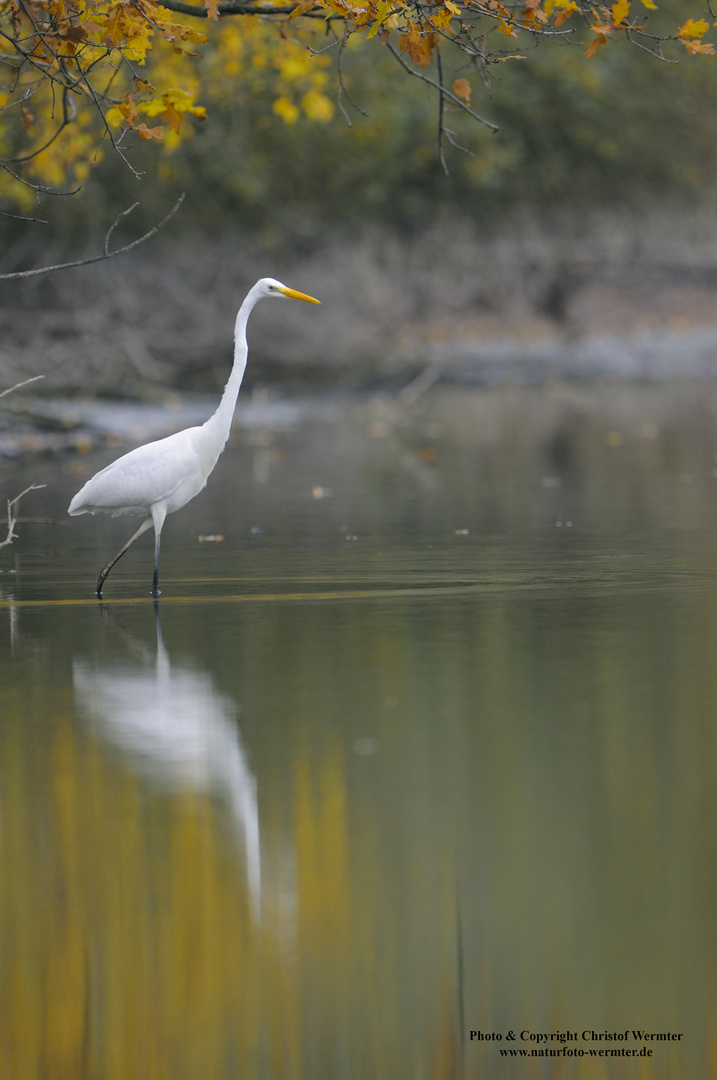 Silberreiher im Herbst