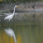 Silberreiher im Herbst