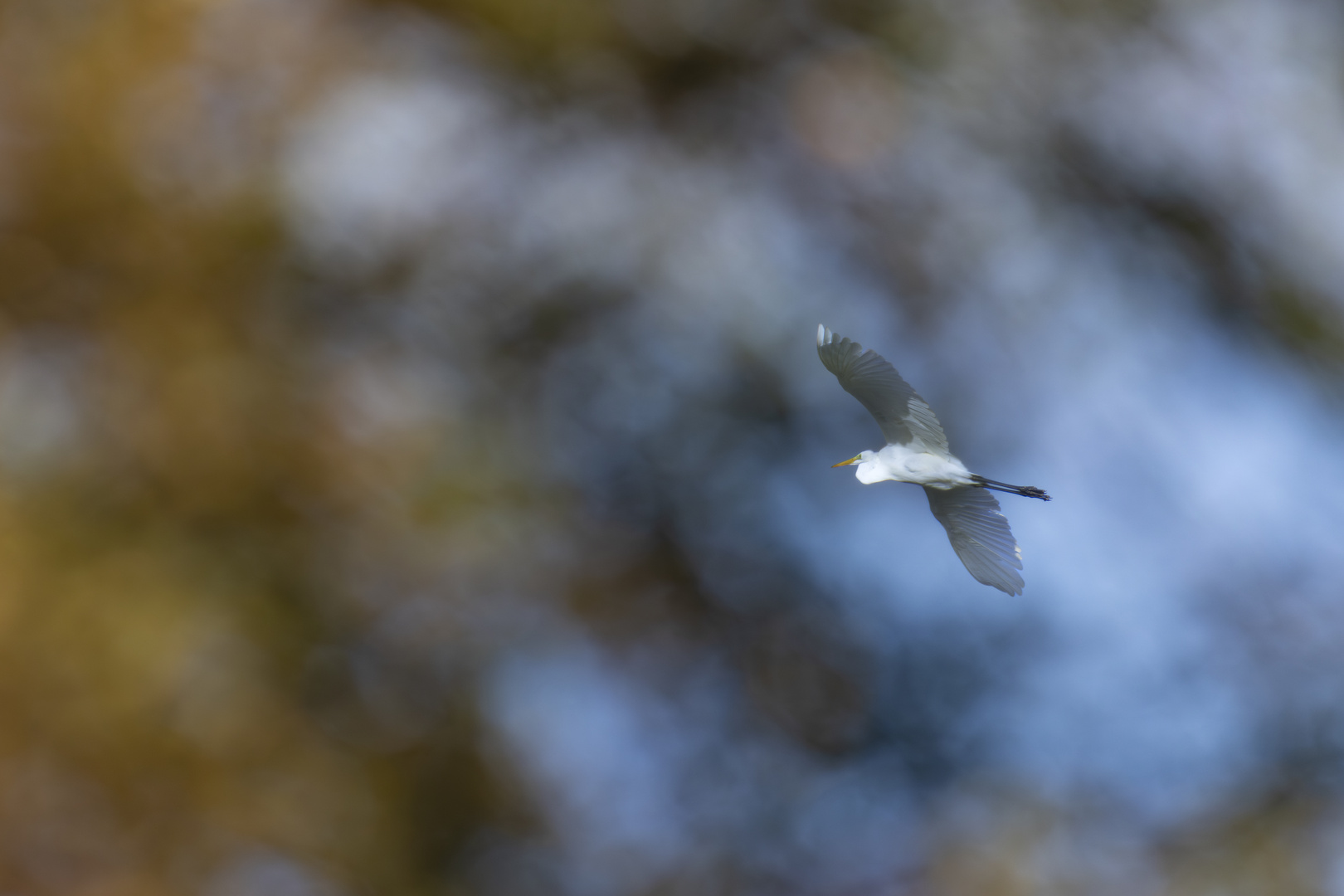 Silberreiher im Herbst