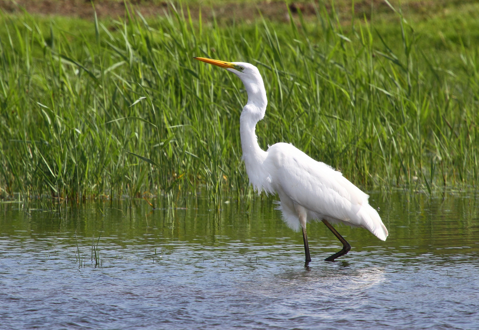 Silberreiher im hohen Norden