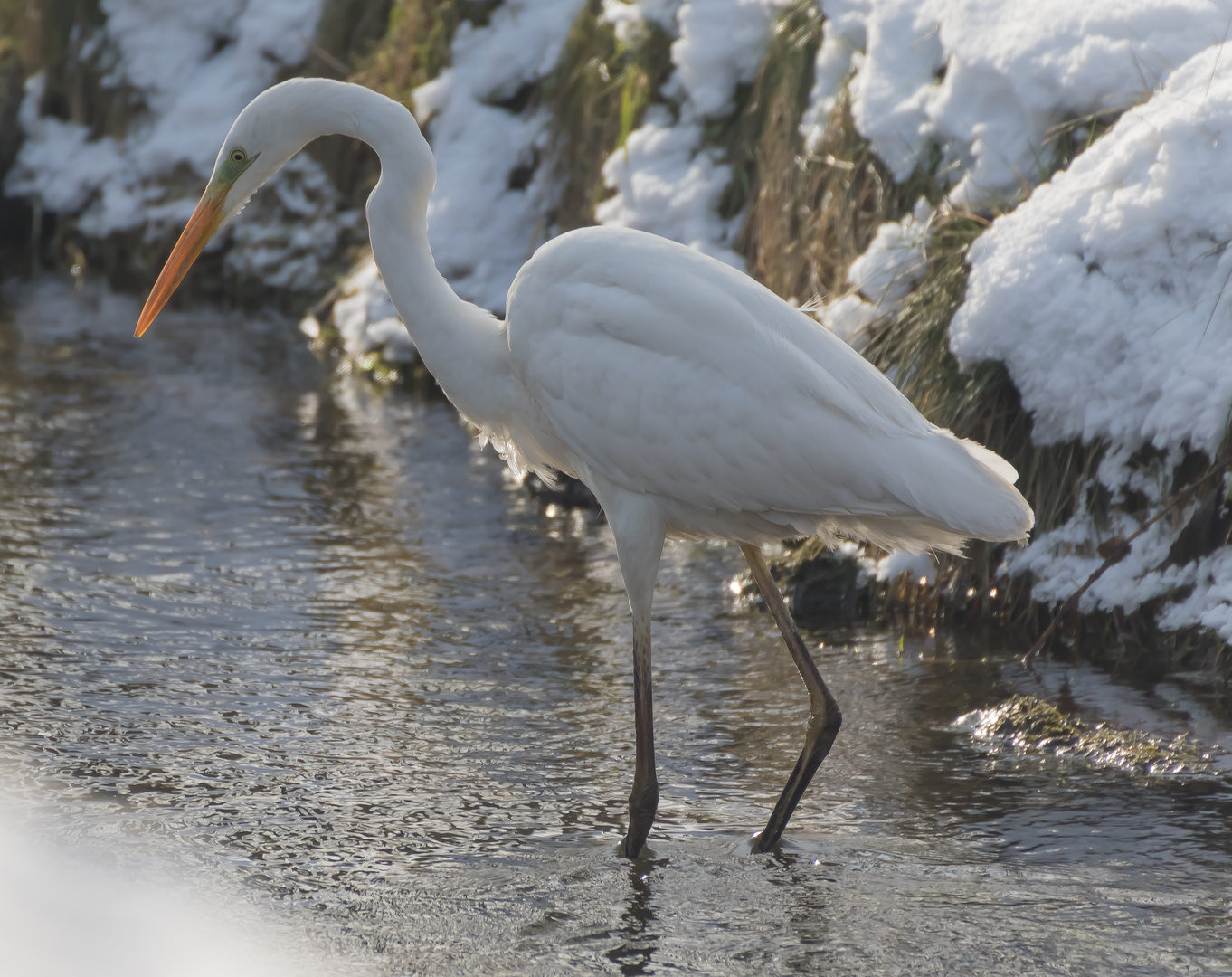 Silberreiher im Jagdmodus