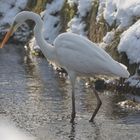 Silberreiher im Jagdmodus