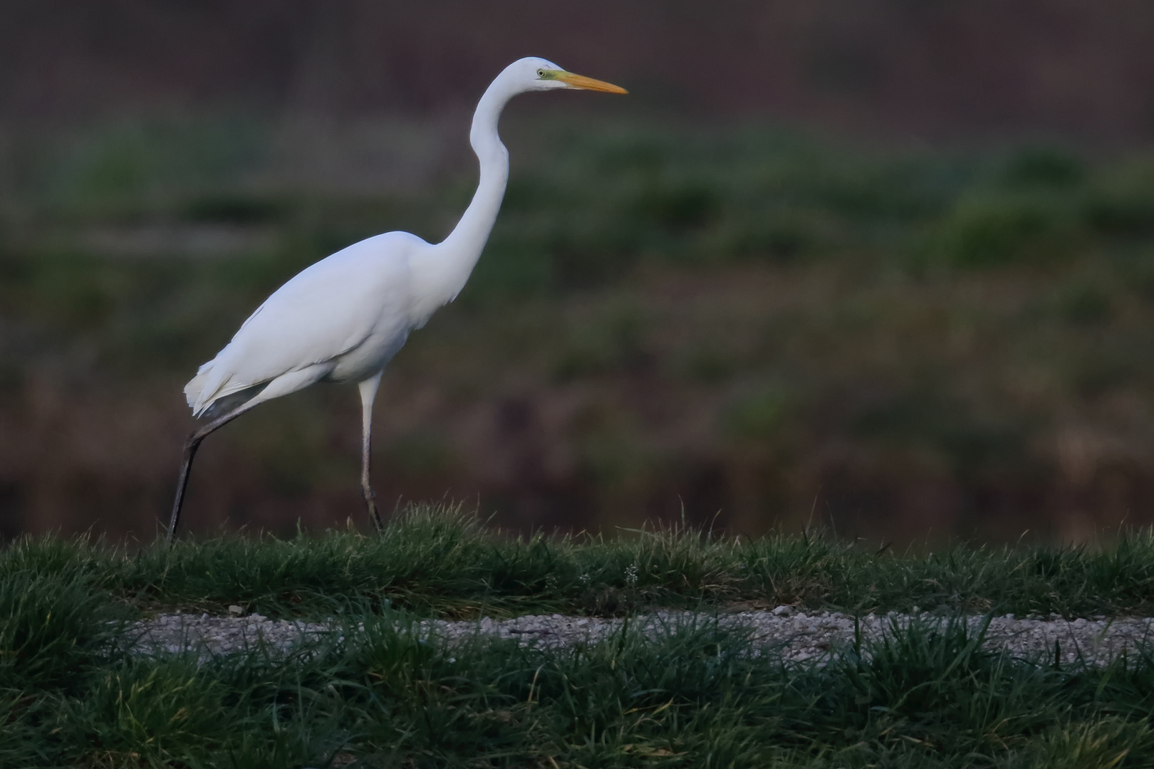 Silberreiher im Januar