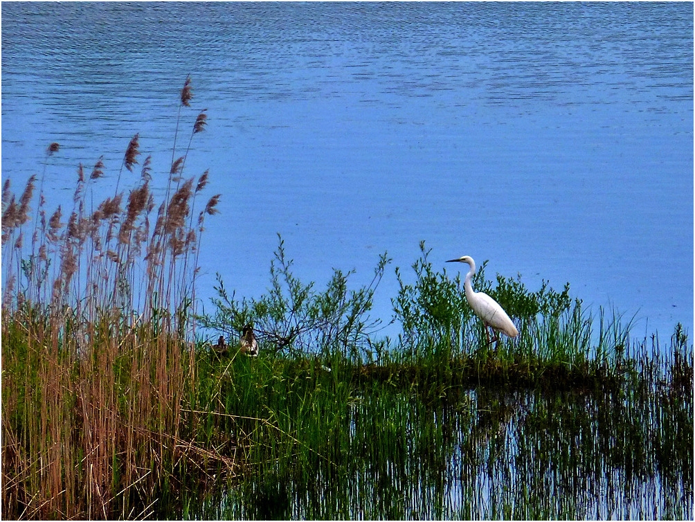 Silberreiher im Kiessee