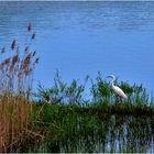 Silberreiher im Kiessee