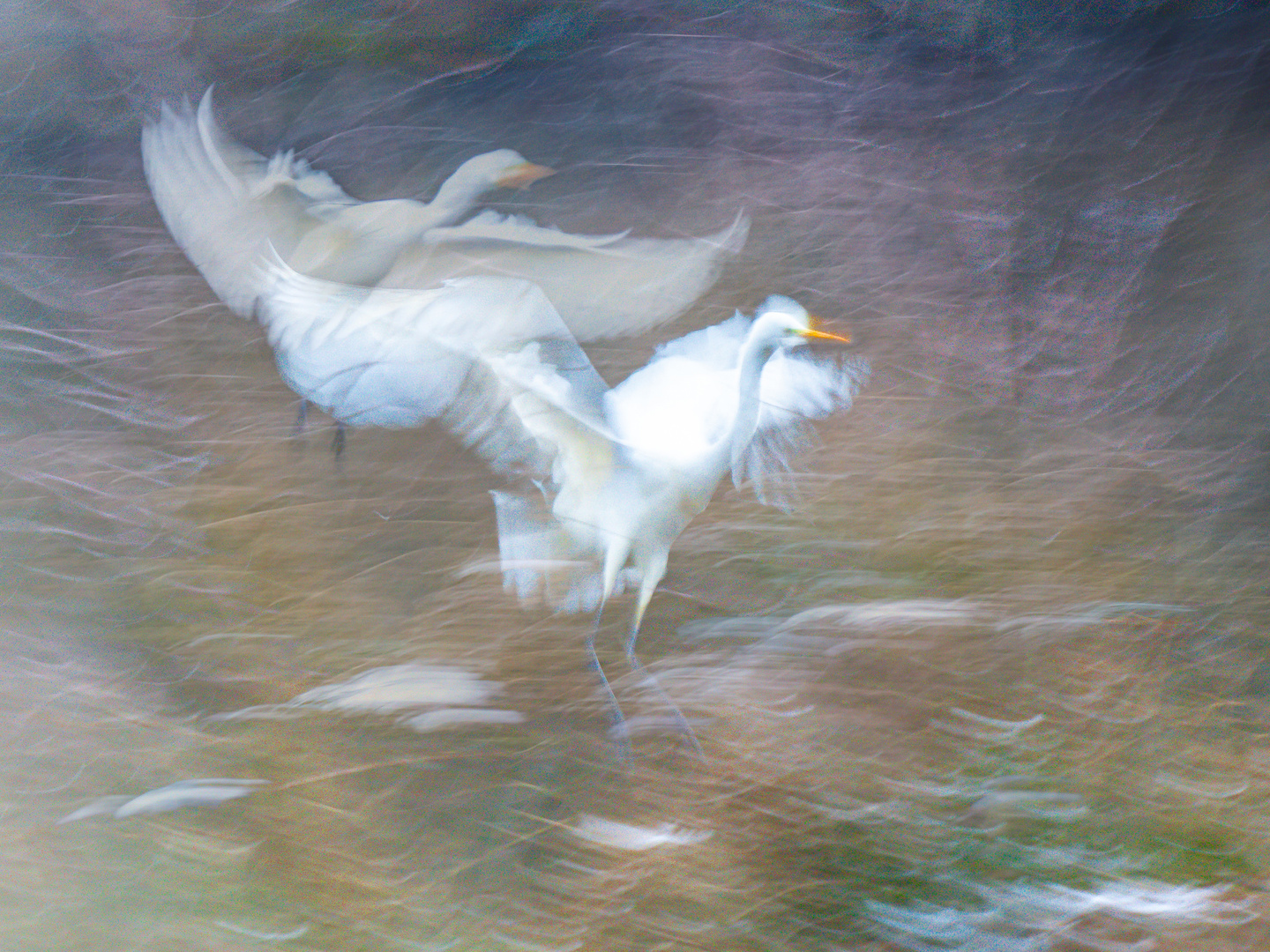 Silberreiher im Landeanflug 2