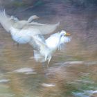 Silberreiher im Landeanflug 2