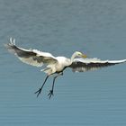 Silberreiher im Landeanflug