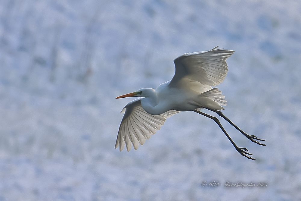 Silberreiher im Landeanflug