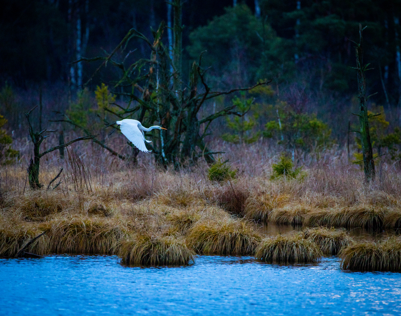 Silberreiher im Morgengrauen