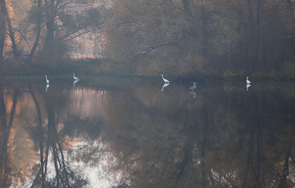 Silberreiher im Morgennebel