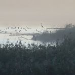 Silberreiher im Morgennebel am Chiemsee