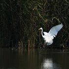 Silberreiher im Naturschutzgebiet unterer Inn