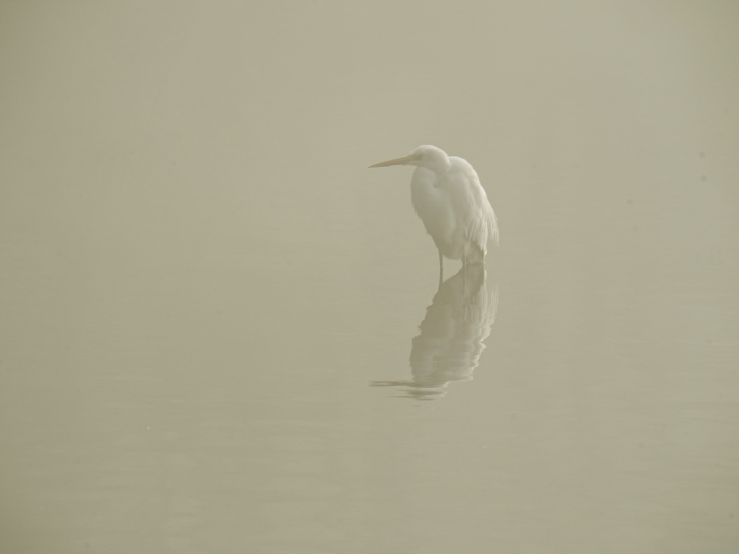 Silberreiher im Nebel