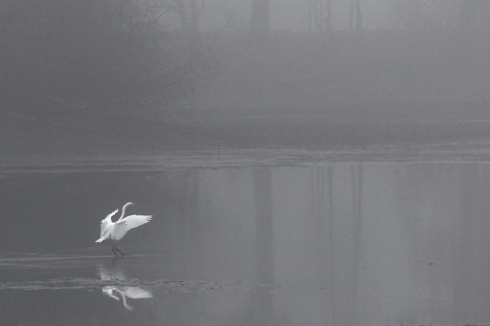 Silberreiher im Nebel