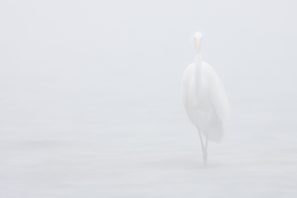 Silberreiher im Nebel