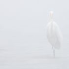 Silberreiher im Nebel