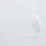 Silberreiher im Nebel