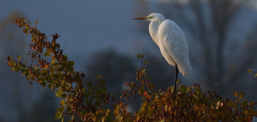 Silberreiher im Nebel 