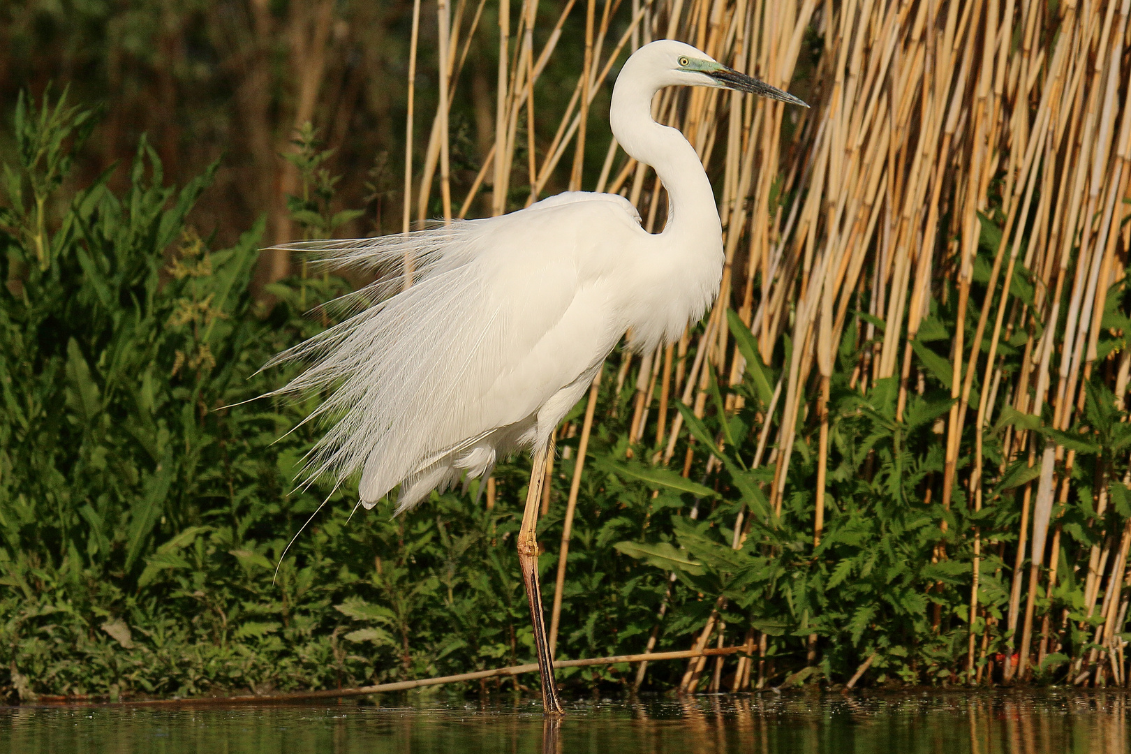 Silberreiher im Prachtkleid