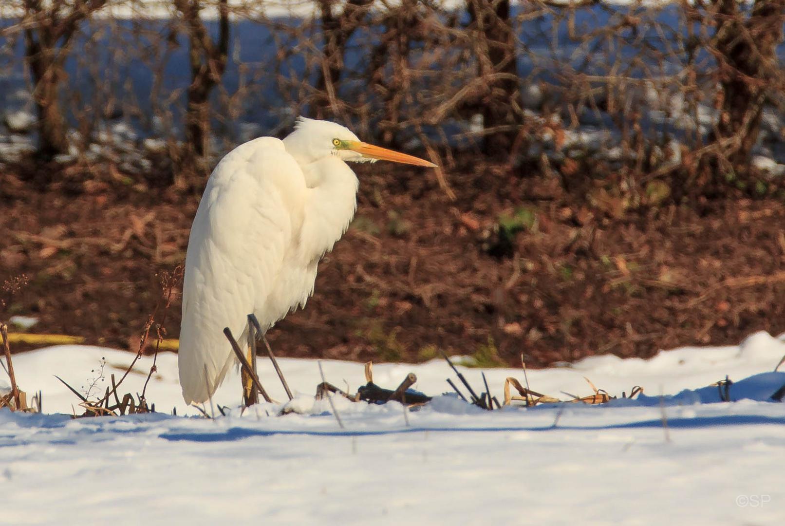 Silberreiher im Schnee