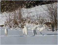 Silberreiher im Schnee