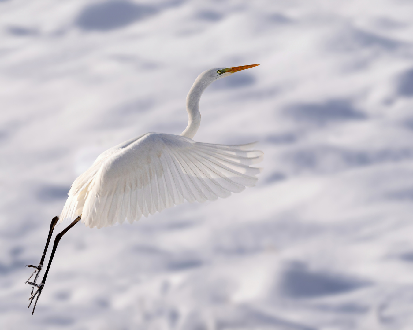 Silberreiher im Schnee