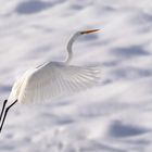 Silberreiher im Schnee