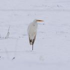 silberreiher im schnee