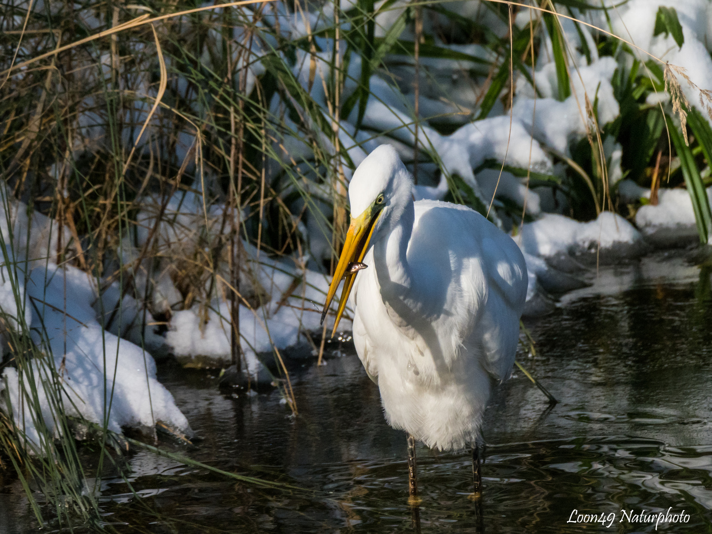 Silberreiher im Schnee mit Beute