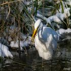 Silberreiher im Schnee mit Beute